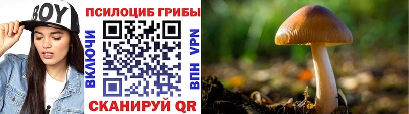 Псилоцибиновые грибы Psilocybine cubensis  KRAKEN ссылка  Стрежевой 